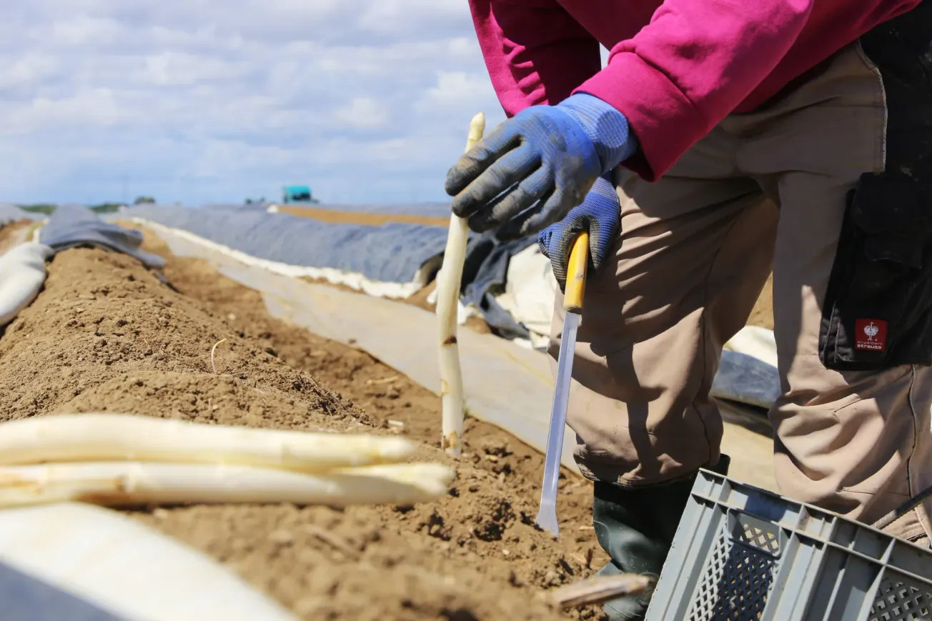 Eine Person sticht auf einem Feld Spargel. Credit: IMAGO/Herrmann Agenturfotografie