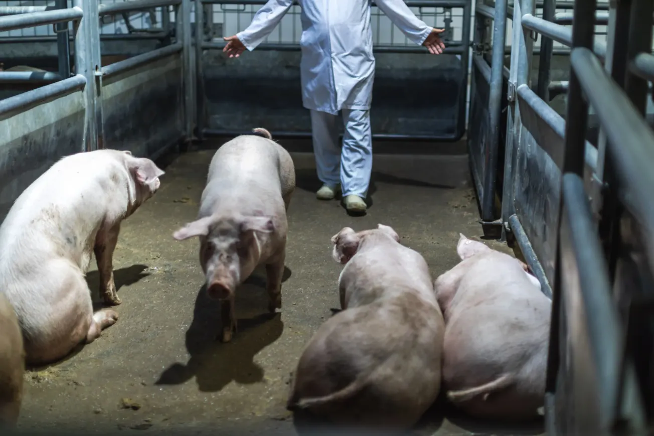 In der Fleischindustrie sind Arbeiter und Arbeit unsichtbar