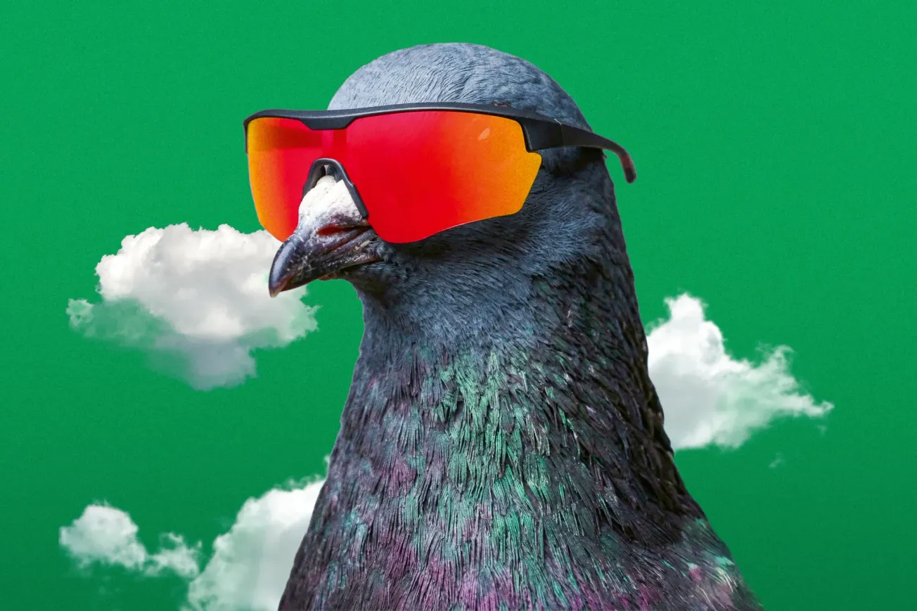 Eine Taube mit einer Sonnenbrille. Illustration: Surplus