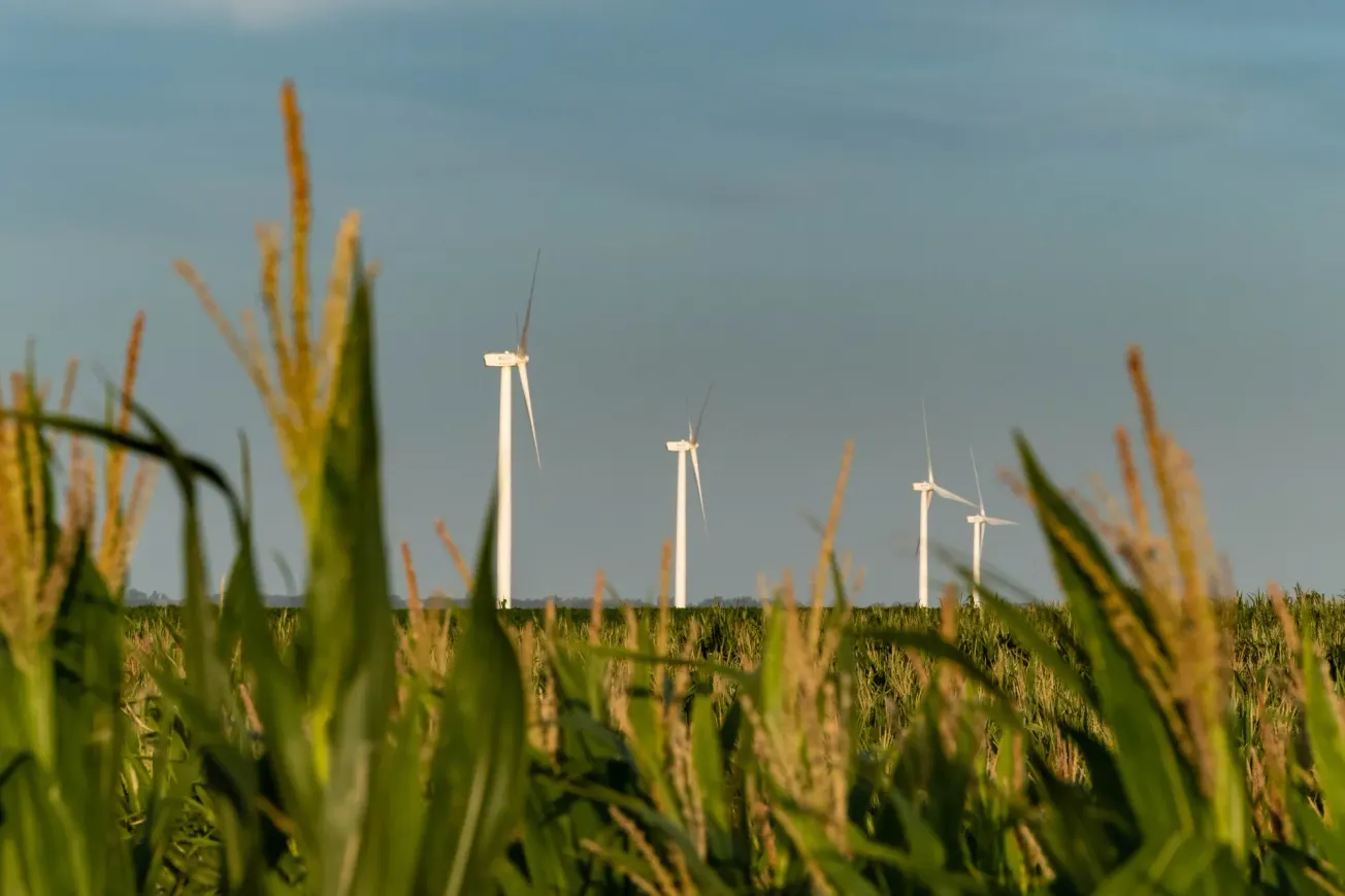 Ein Feld in Tarariras, Uruguay mit Windkraftanlagen im Hintergrund