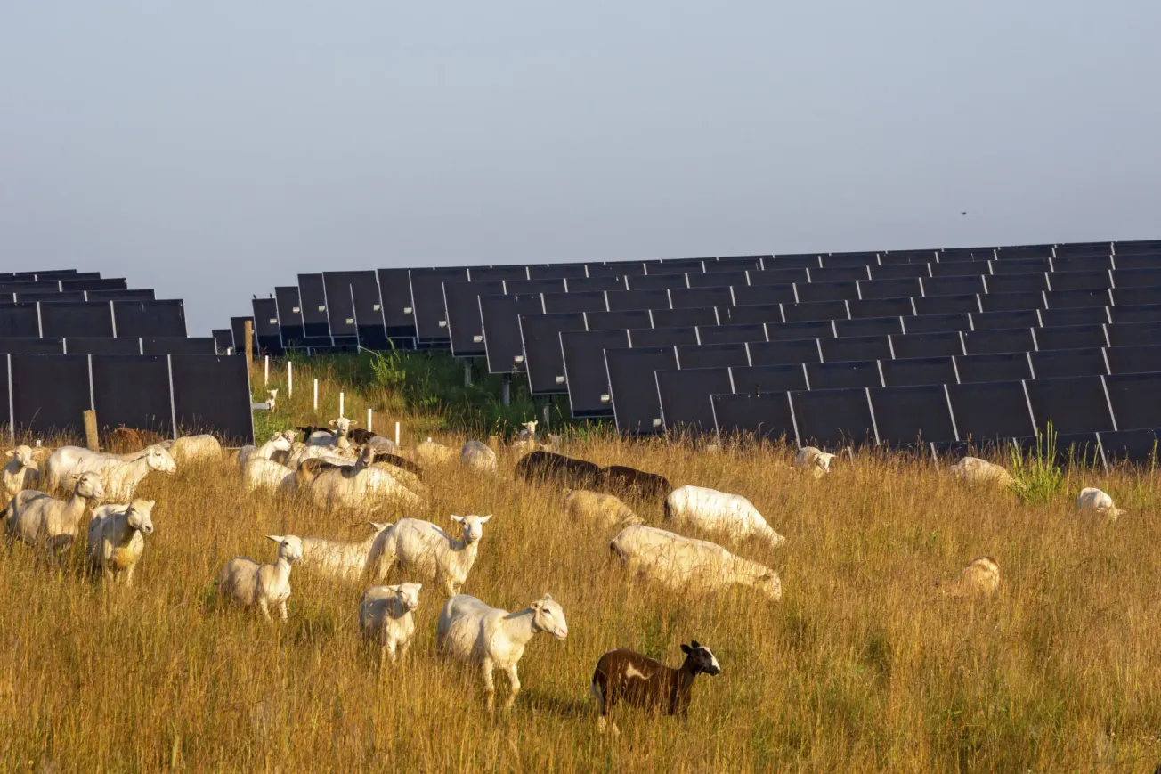 Schafe grasen zwischen Solarkollektore. Credit: IMAGO/Imagebroker