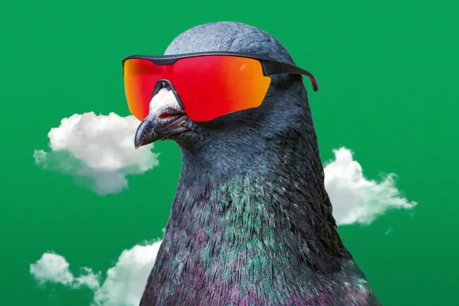 Eine Taube mit einer Sonnenbrille. Illustration: Surplus