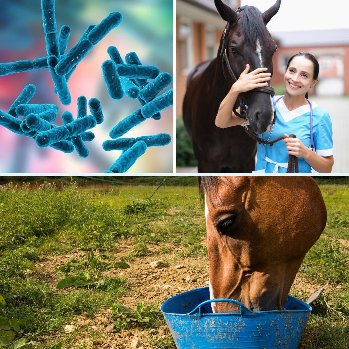 How Do I Know If My Horse Needs Probiotics