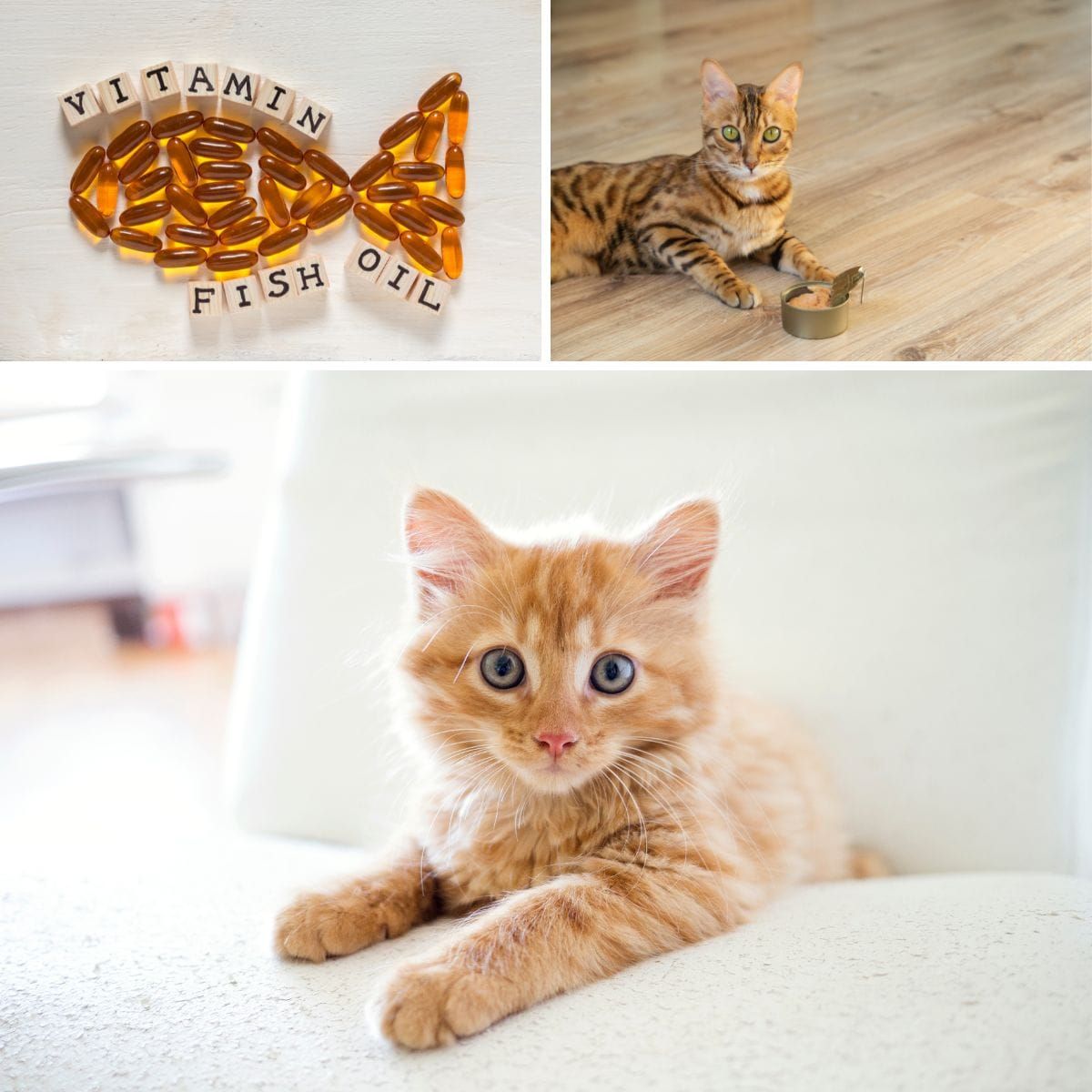 How much fish oil should you give a cat