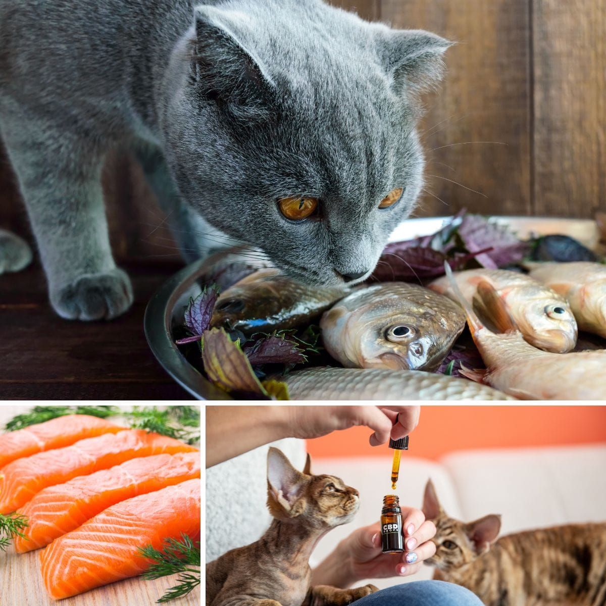 What Brand of Fish Oil is Best for Cats