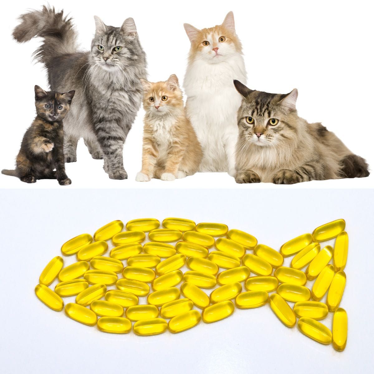 What are the side effects of fish oil for cats