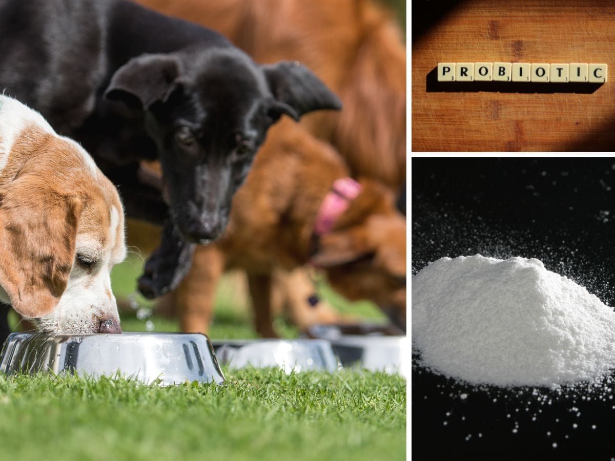 dog probiotic powder