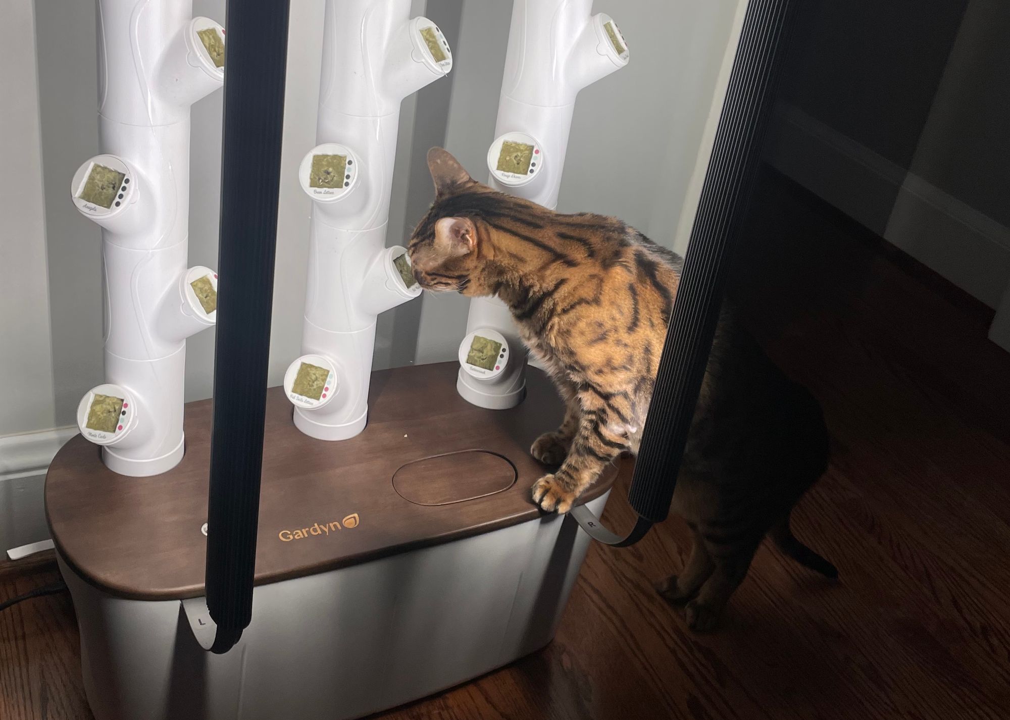 Brown bengal cat (Xen) standing on the base of a Gardyn 3.0 , sticking his nose into the recently wetted rock wool