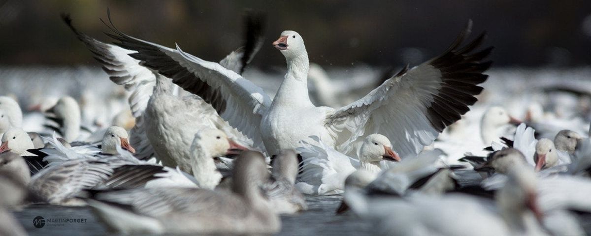 Les oies des neiges se réunissent au réservoir Beaudet, à Victoriaville, tous les automnes.