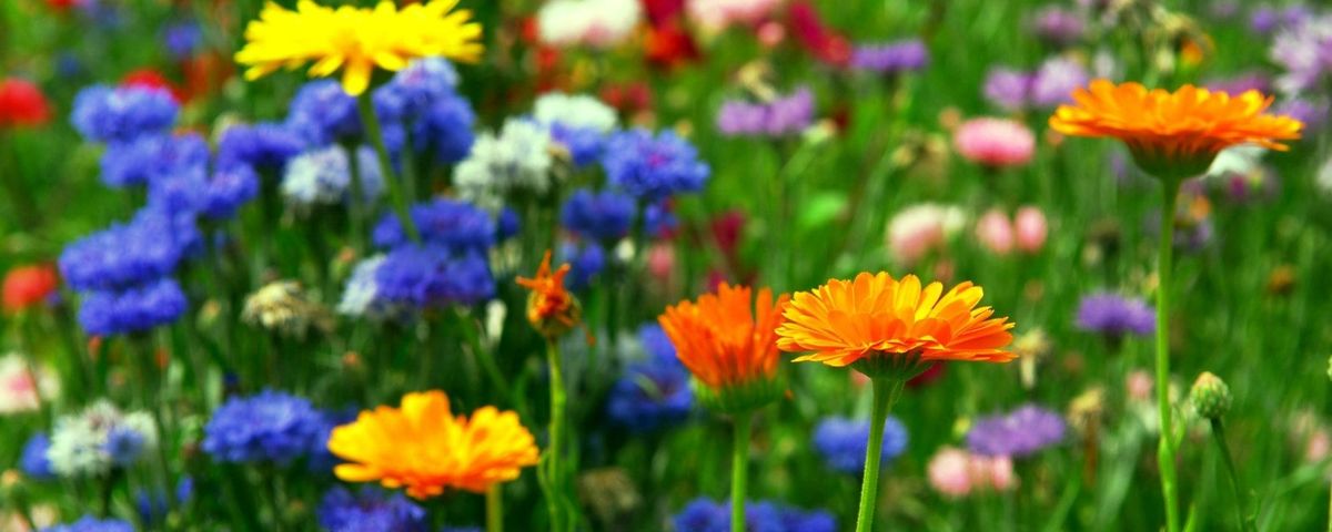 Des fleurs pour Mère Hélène