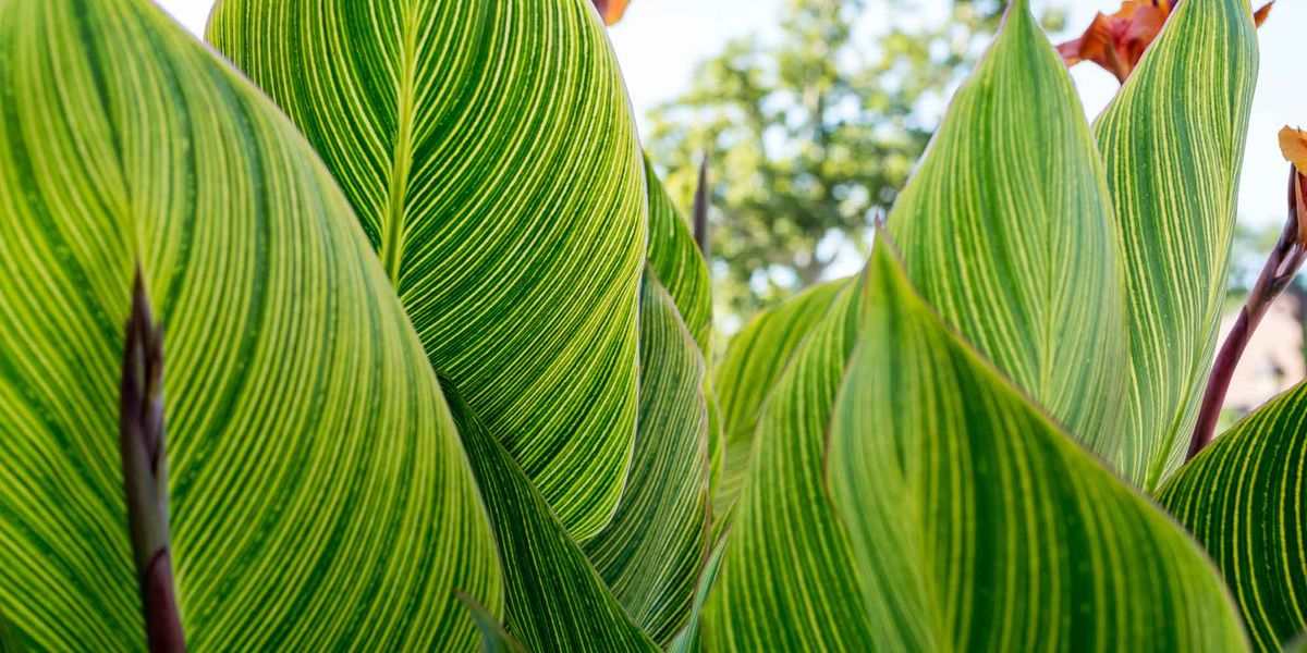 Légumes gratuits dans les plates-bandes à Saint-Jérôme?