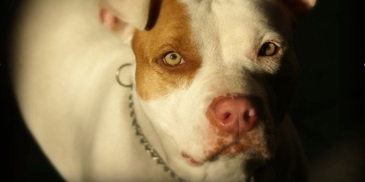 Les chiens de race bull-terrier, staffordshire bull-terrier, american bull-terrier ou american staffordshire terrier sont int