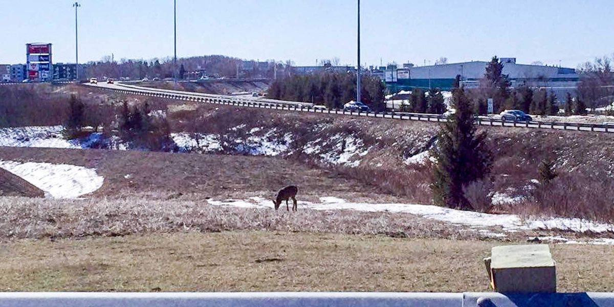 Un chevreuil ou un animal ayant une forme similaire profite de l'herbe qu'il peut trouver près du boulevard de La Salette et