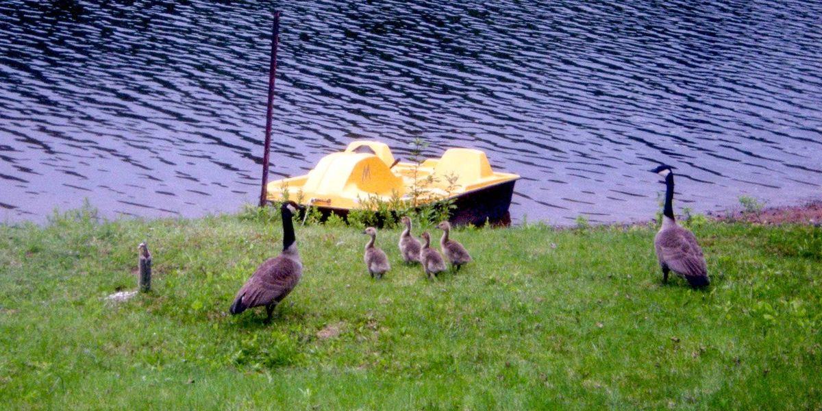 Un couple de bernaches qui protège jalousement sa famille, au début juin.