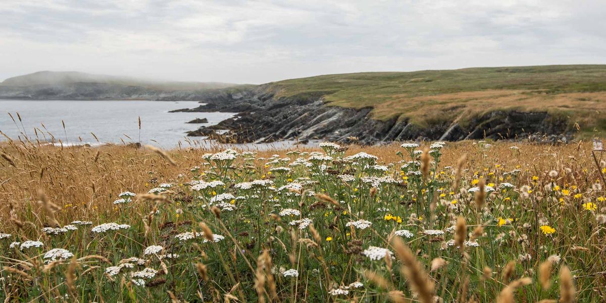 Après deux semaines passées à Terre-Neuve, je suis de retour dans les Laurentides.