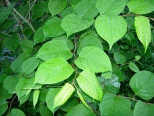 Concours : Identifiez de nouvelles souches de renouée japonaise