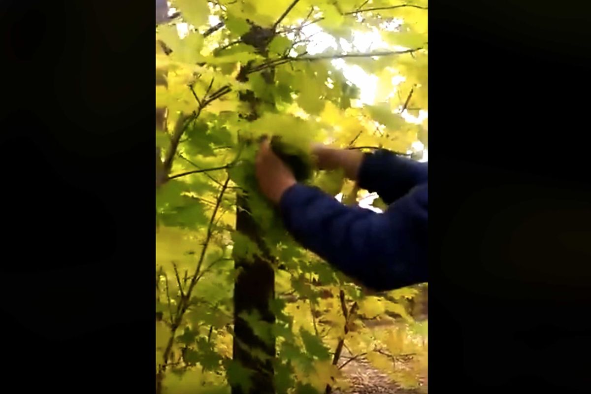 Pourquoi les feuilles des arbres changent de couleur au Parc régional de la Rivière-du-Nord?