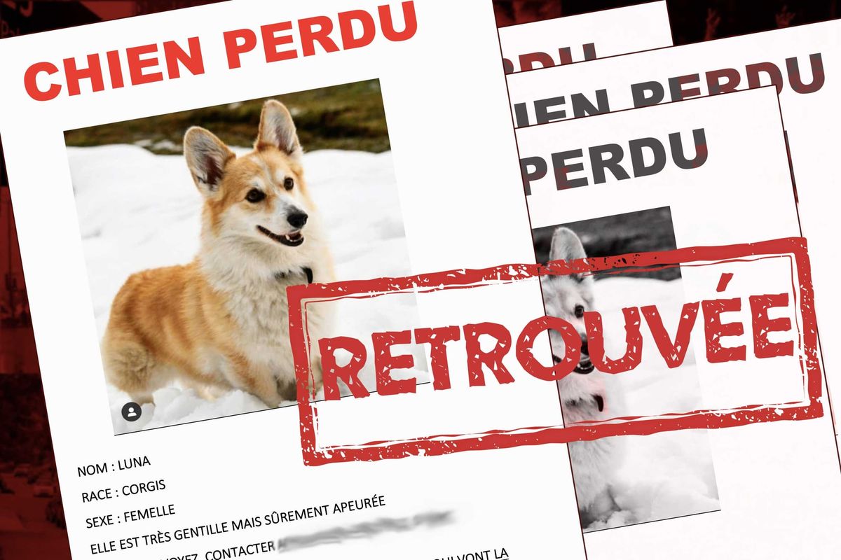 Un chien perdu sauvé dans la rivière par les pompiers au centre-ville de Saint-Jérôme