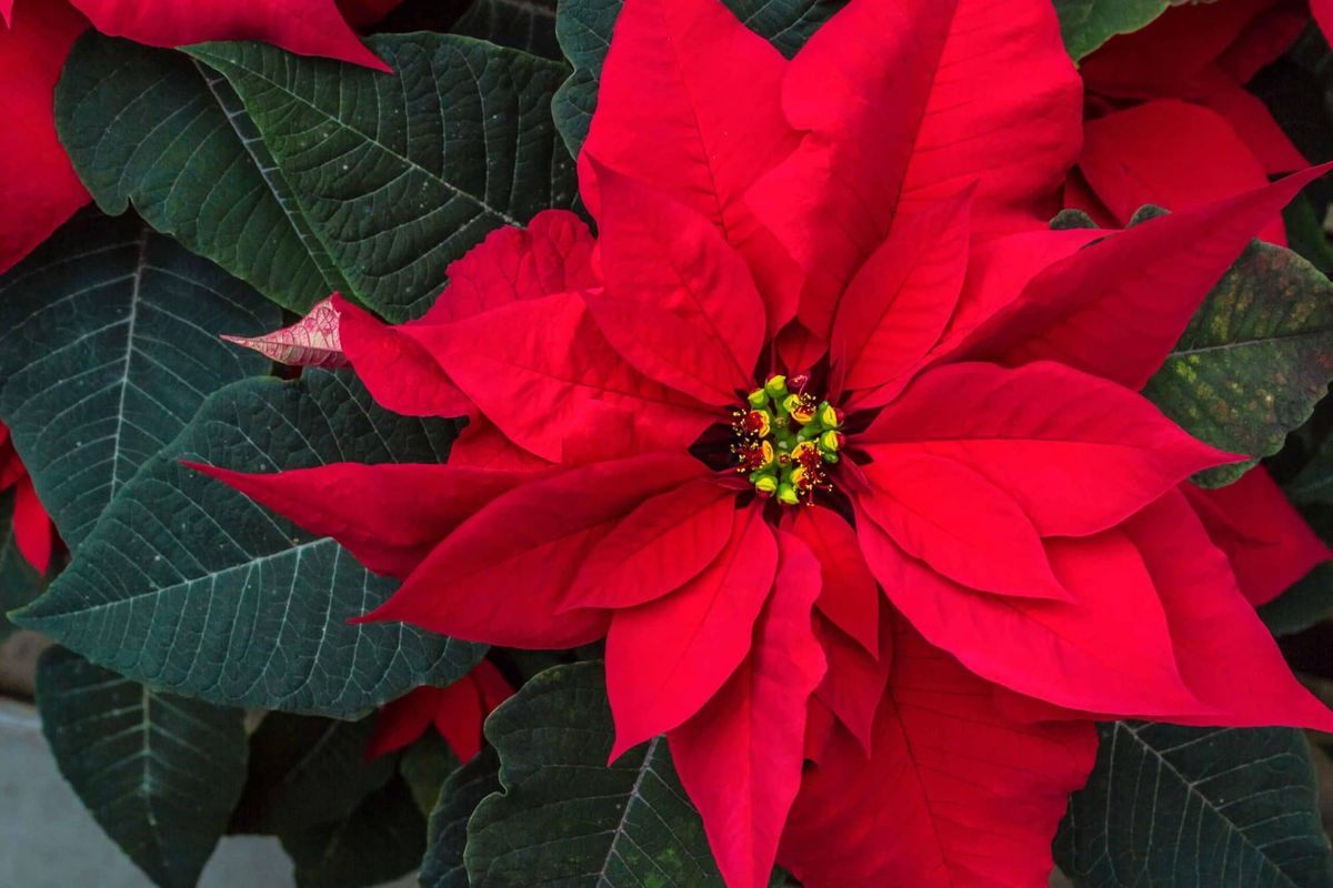 Près de 40 nuitées à Pallia-Vie grâce à des poinsettias