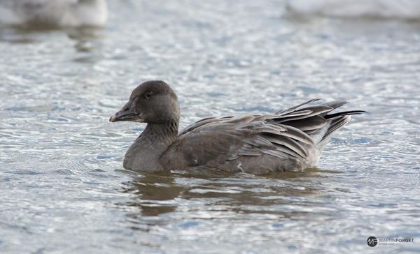 Frédéric Lord vous parlera de Pallia-Vie