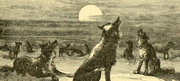 Parfois, l'homme est un loup pour l'homme.