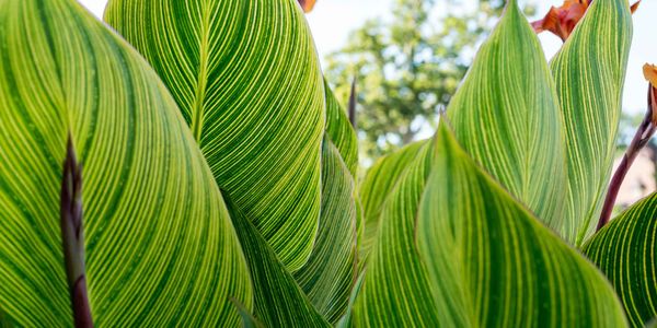 Légumes gratuits dans les plates-bandes à Saint-Jérôme?