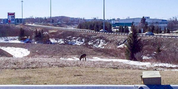 Un chevreuil ou un animal ayant une forme similaire profite de l'herbe qu'il peut trouver près du boulevard de La Salette et