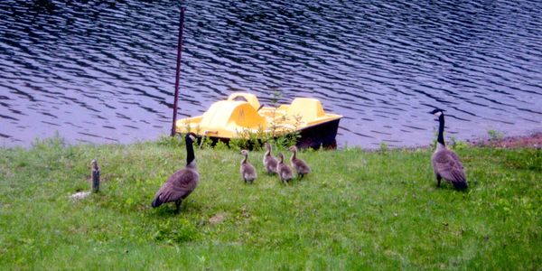 Un couple de bernaches qui protège jalousement sa famille, au début juin.