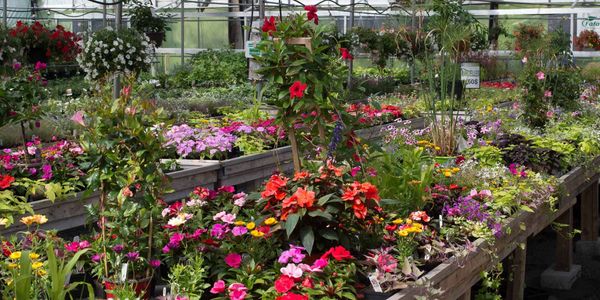 Les citoyens de Sainte-Marguerite et Estérel auront la possibilité de récupérer