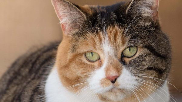 On pourra héberger plus de deux chats à Saint-Jérôme... temporairement