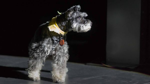 Il y aura un bizarre incident de chien pendant la nuit au Théâtre Gilles-Vigneault à l'été 2019