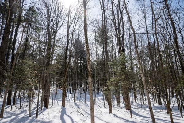 Québec solidaire Saint-Jérôme s'oppose au mégaprojet immobilier et appuie le mouvement SOS Forêt du Lac Jérôme