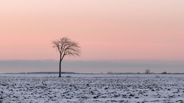 Un arbre dans un champ de Mirabel, début janvier 2022. Photo Charles Michaud/TopoLocal