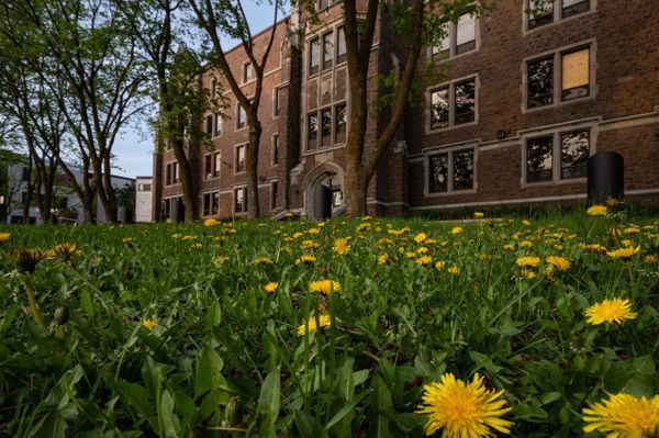 Le Cégep de Saint-Jérôme reste fleuri pour les abeilles