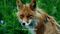 Fug the Show: Outlander recap, S2 E8, "The Fox's Lair"