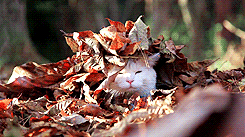 Your Afternoon Chat: It's the First Day of Autumn. What Fall Things Are You Looking Forward To?