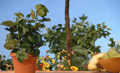 Your Afternoon Chat: Please Join Me in the Garden