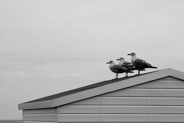 Kent - Sea(Gulls/Side)