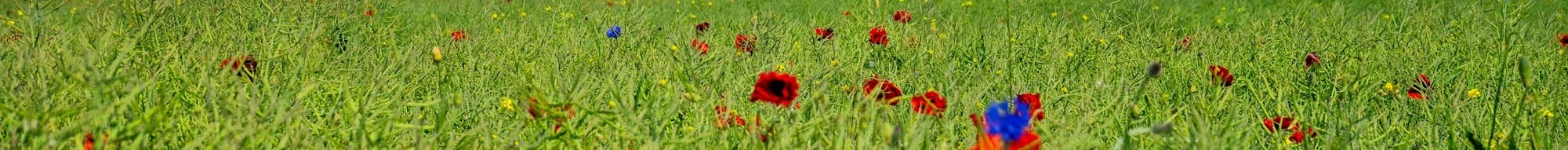 a field with a wind turbine in the background