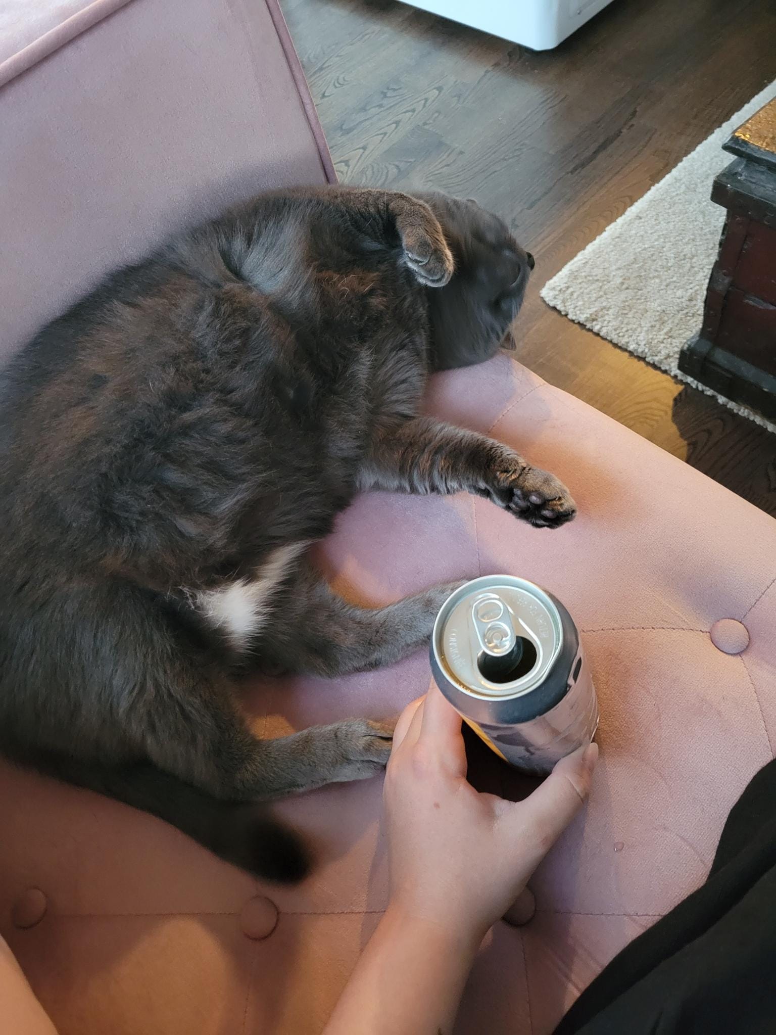 a grey cat lays on her side on a pink couch, the photo is taken from above and you can see a hand holding a beer