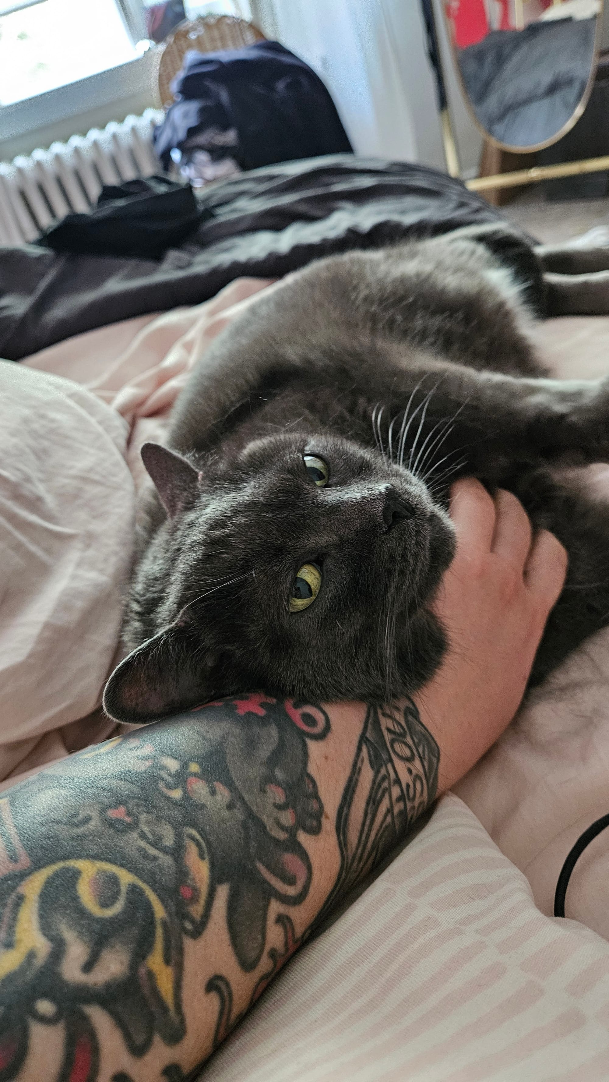 a grey cat leans on my arm, which has a cartoon version of her tattooed on it.