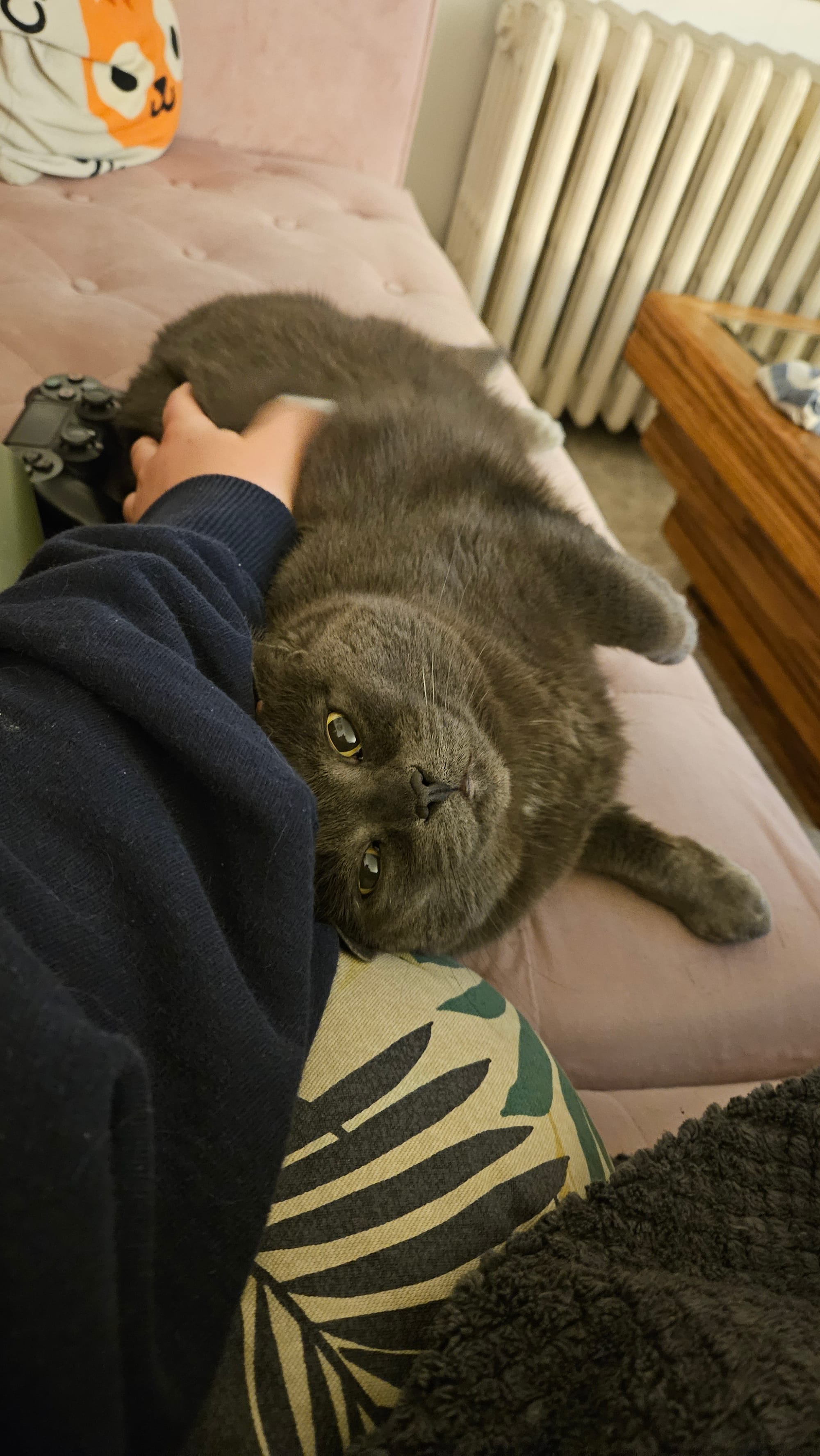 a grey cat, my sweet kafka, looks up at me as she lounges on the couch and leans into my hand