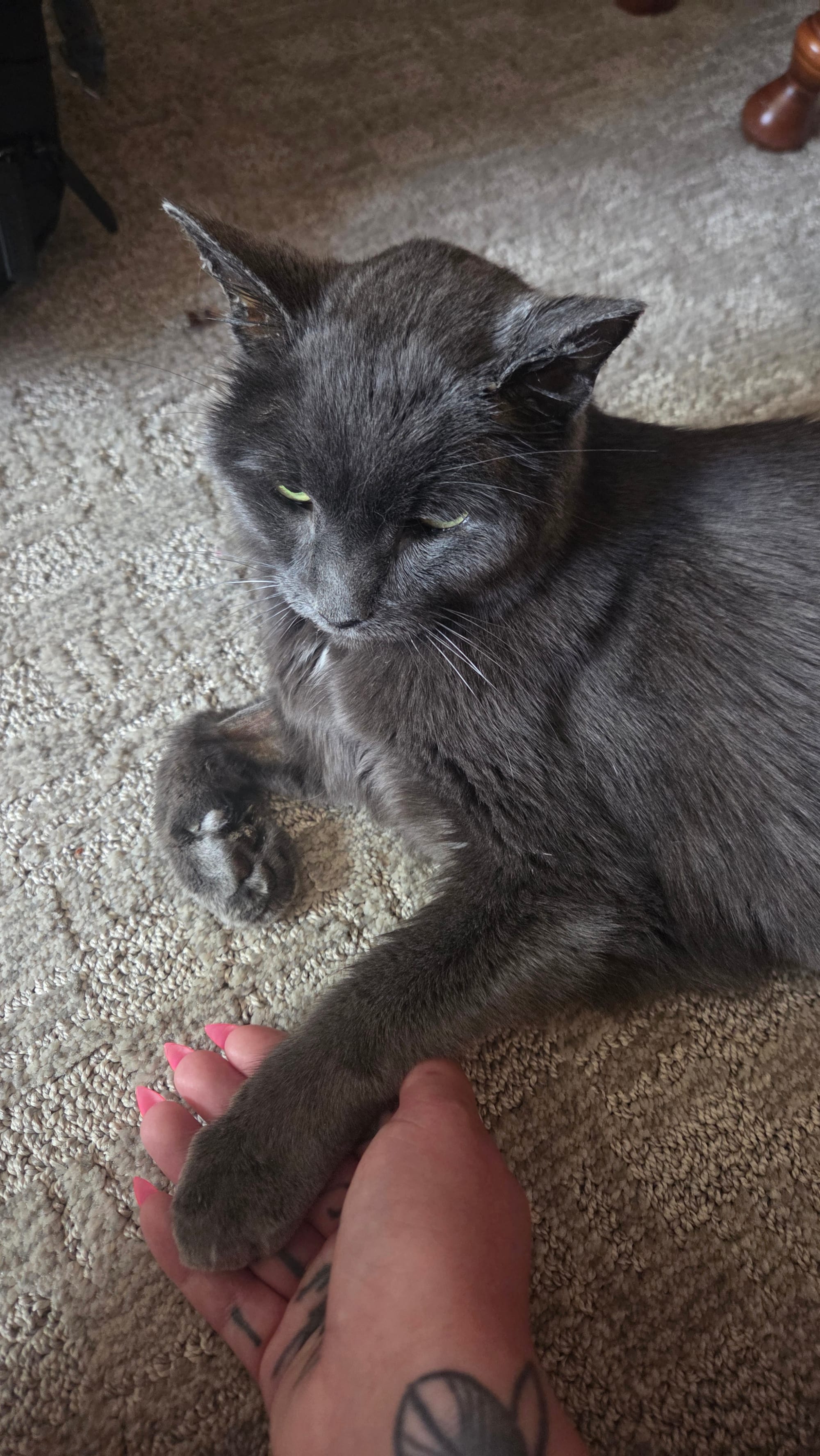 a grey cat's paw sits in a tattooed hand