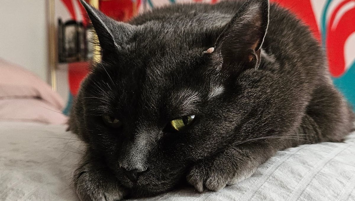 a close up of a grey cat resting her head on her paws. she has bright green eyes.