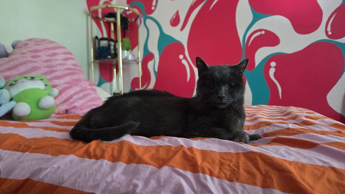 a grey cat sits on a pink and orange striped comforter