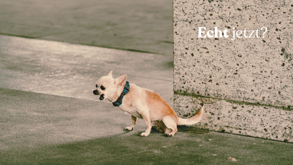 Wie du als PE/OE-Berater deine Expertise vertiefst (mit nur einem täglichen Ritual)