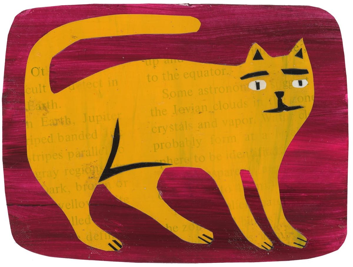 yellow cat