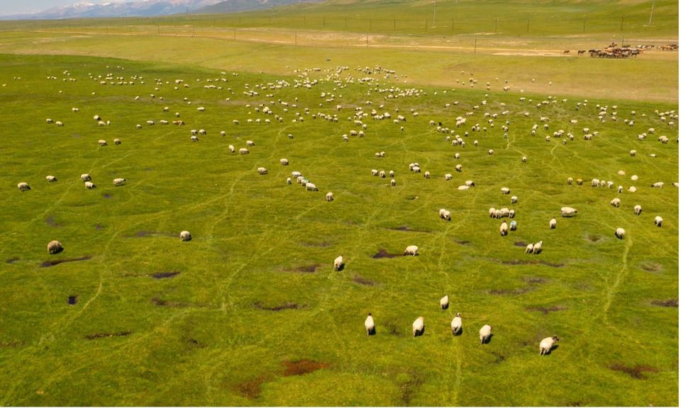 What is C3/C4 equilibrium and can it save our grasslands?