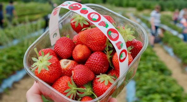 草莓、蓝莓、黑莓...尔湾周边U-Pick农场，一起来采摘吧！