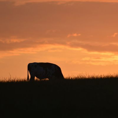 Europe's protein transition faces cultural and regulatory problems